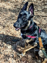 The Viscount - Photo 4