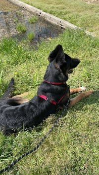 The Viscount - Photo 5