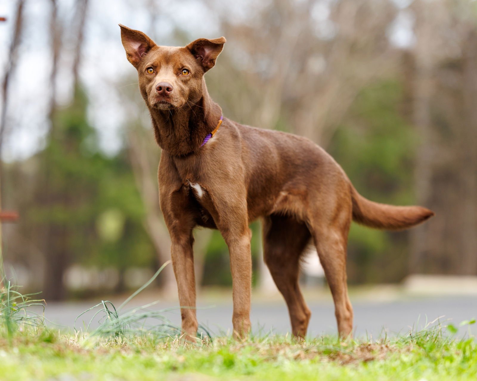 CANELA - Unknown available for adoption