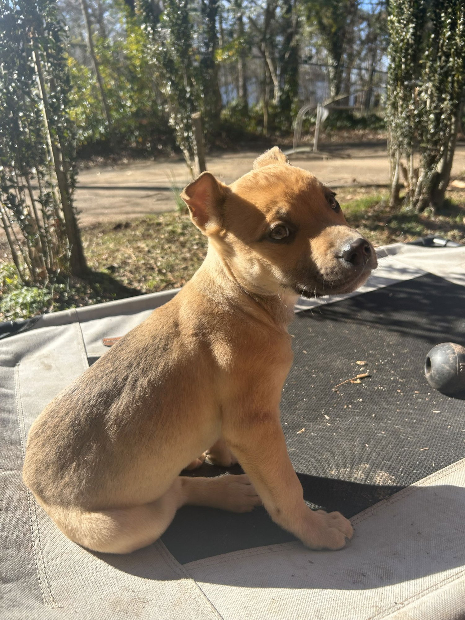 NEWT - Unknown available for adoption