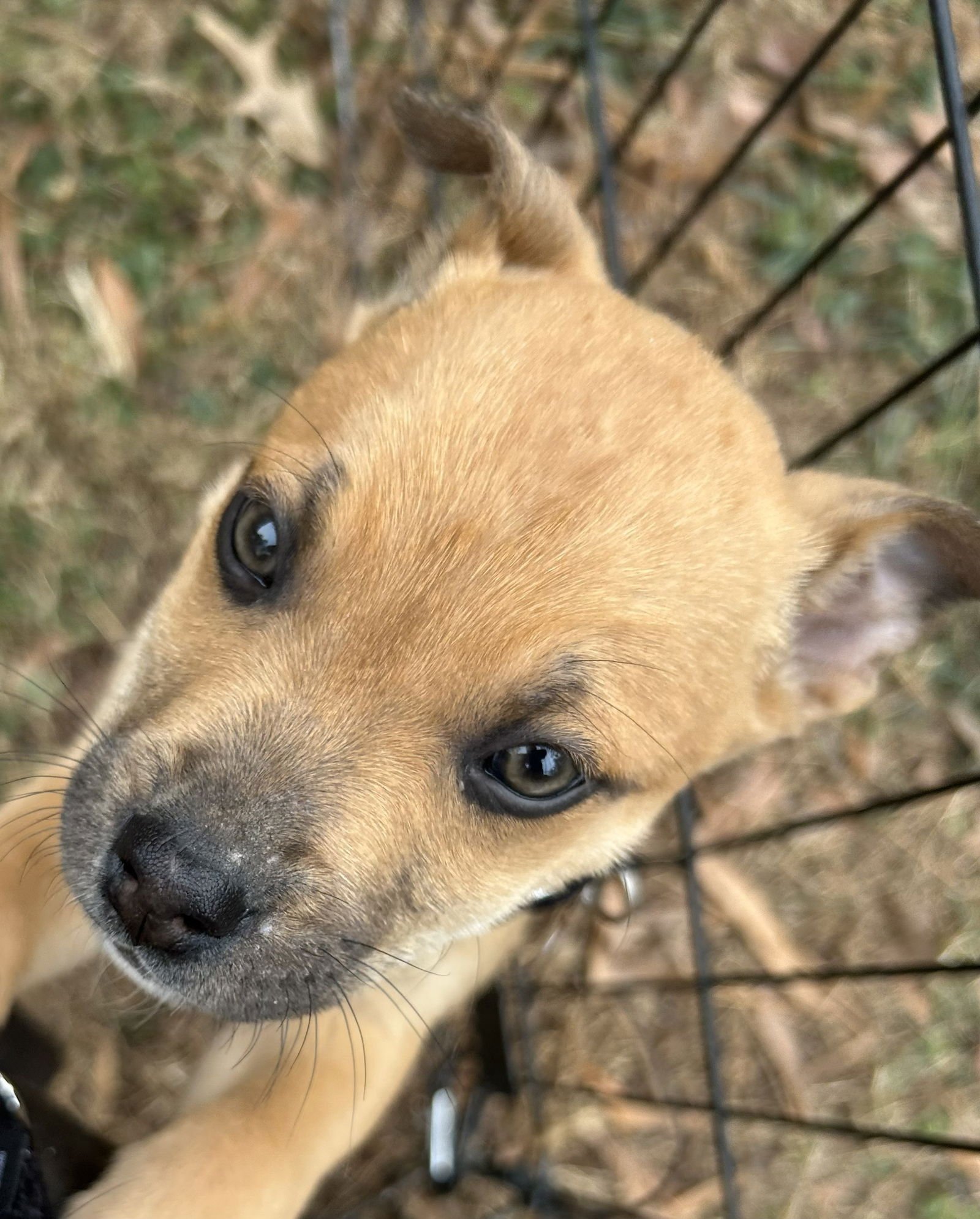 NEWT - Unknown available for adoption