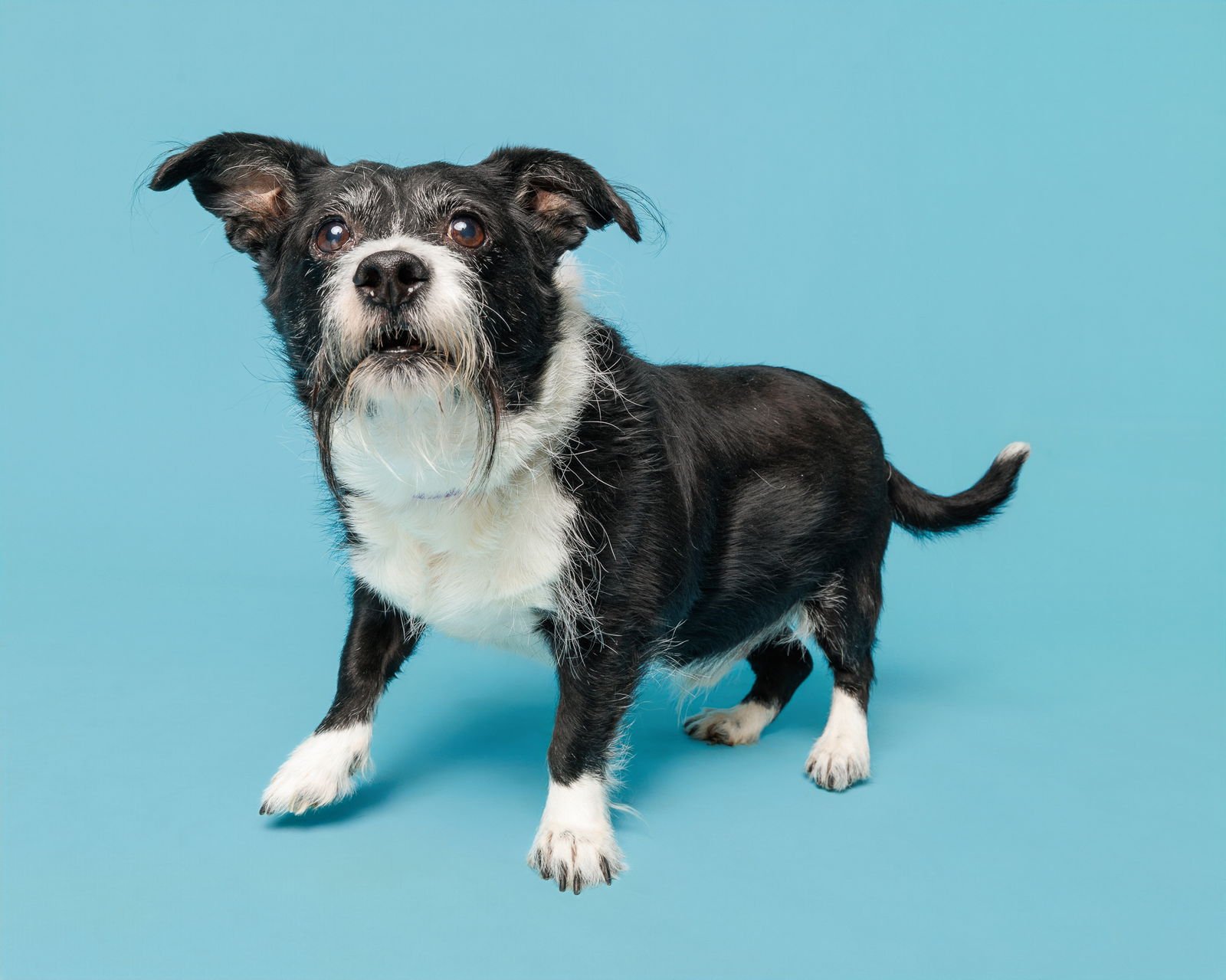 RORO - Unknown available for adoption