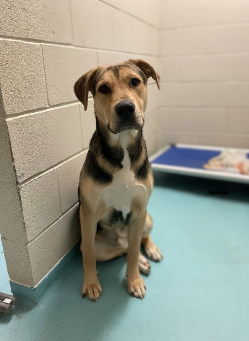 LETTUCE - Unknown available for adoption