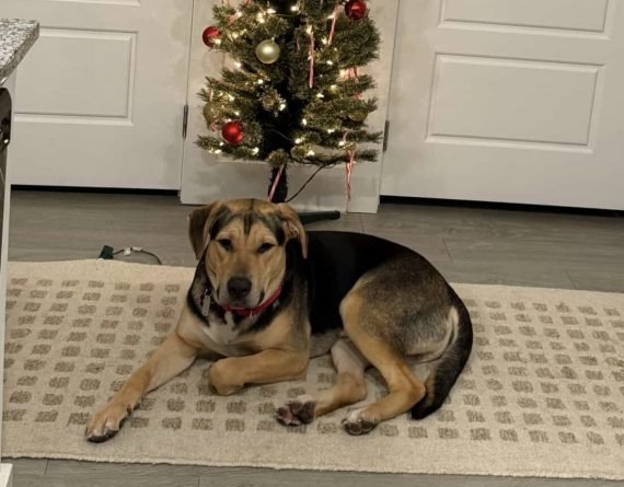 LETTUCE - Unknown available for adoption