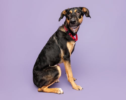 JESSICA - German Shepherd Dog available for adoption