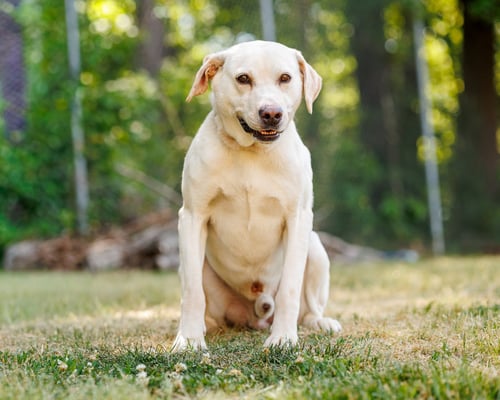 ARNOLD - Labrador Retriever available for adoption