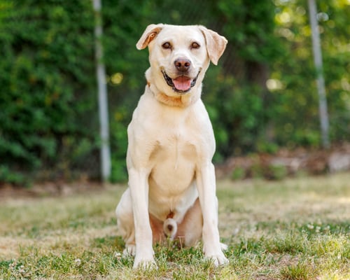 ARNOLD - Labrador Retriever available for adoption