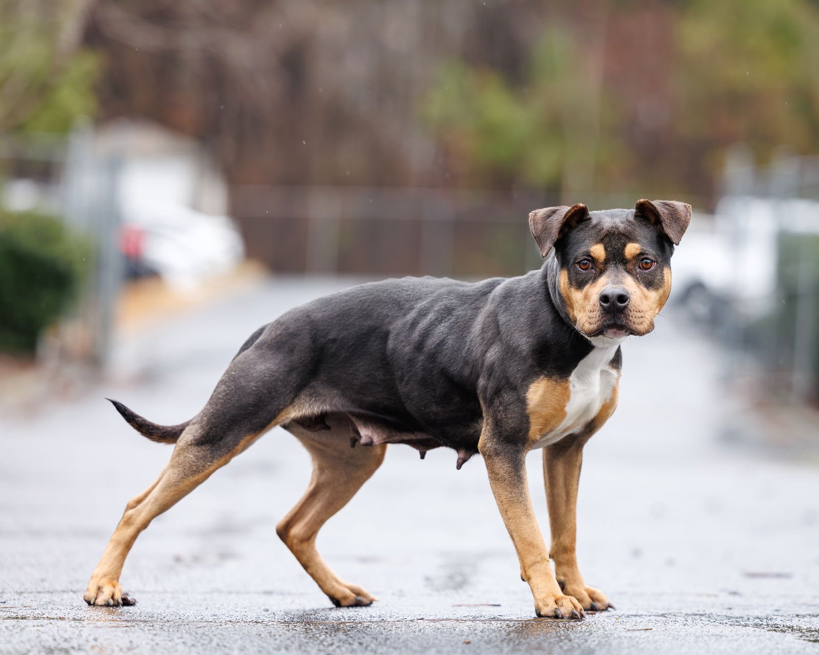 TOFFEE CRUNCH - Unknown available for adoption
