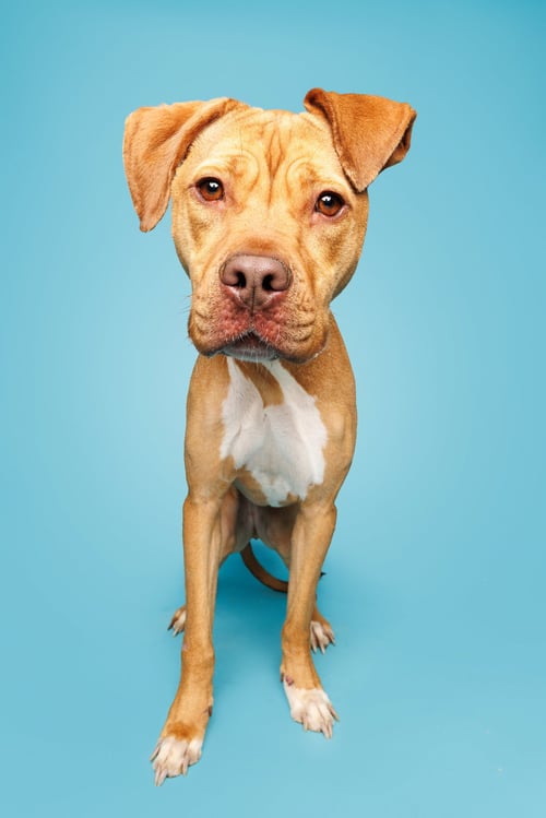 SUNFLOWER - Unknown available for adoption