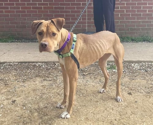 SUNFLOWER - Unknown available for adoption