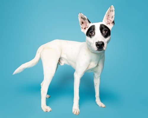 KEATON - Unknown available for adoption