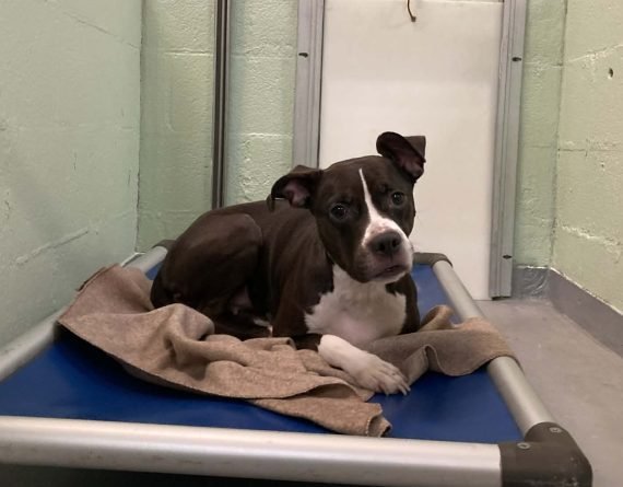 KITTY - Unknown available for adoption