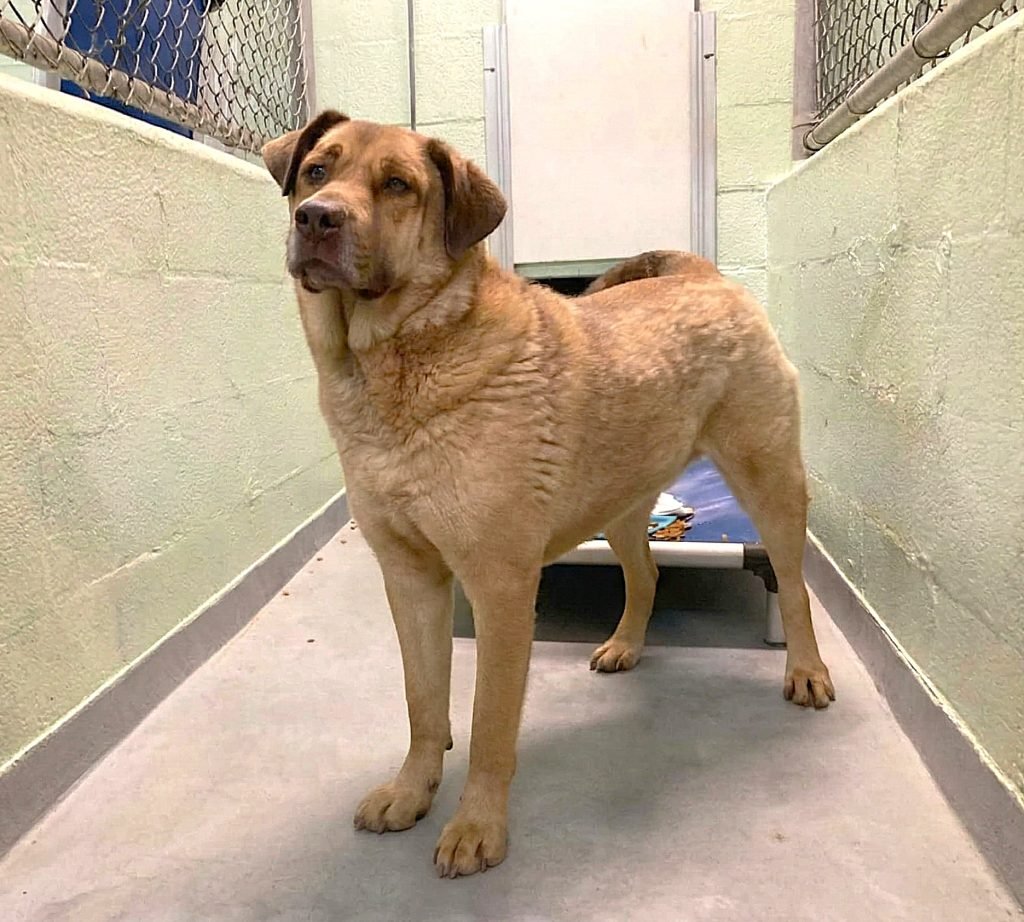 BUTTERS - Unknown available for adoption