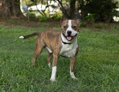 WILLY - Unknown available for adoption