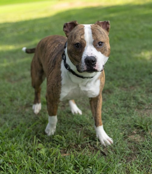 WILLY - Unknown available for adoption