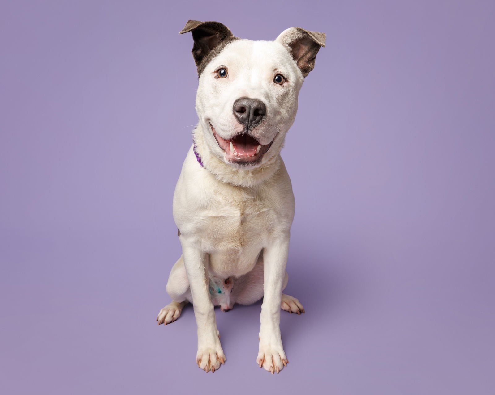 JESTER - Unknown available for adoption