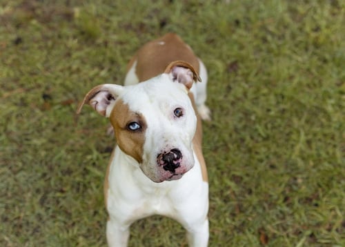 PLUTO - Unknown available for adoption