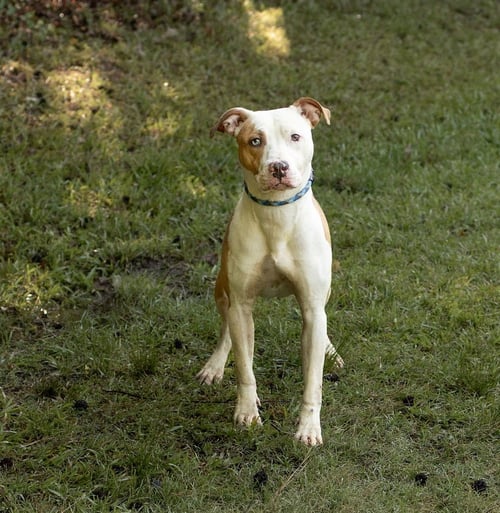 PLUTO - Unknown available for adoption