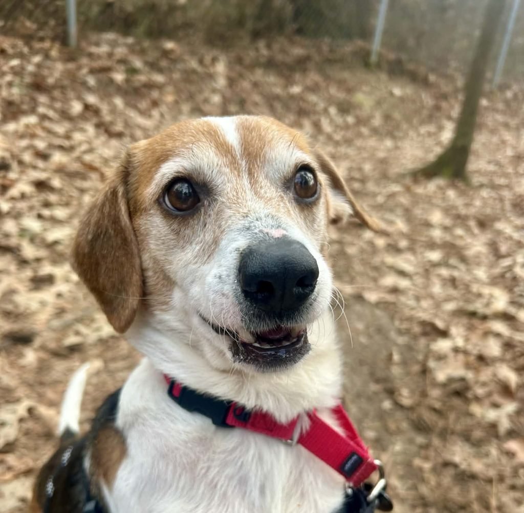 CHARLIE - Unknown available for adoption