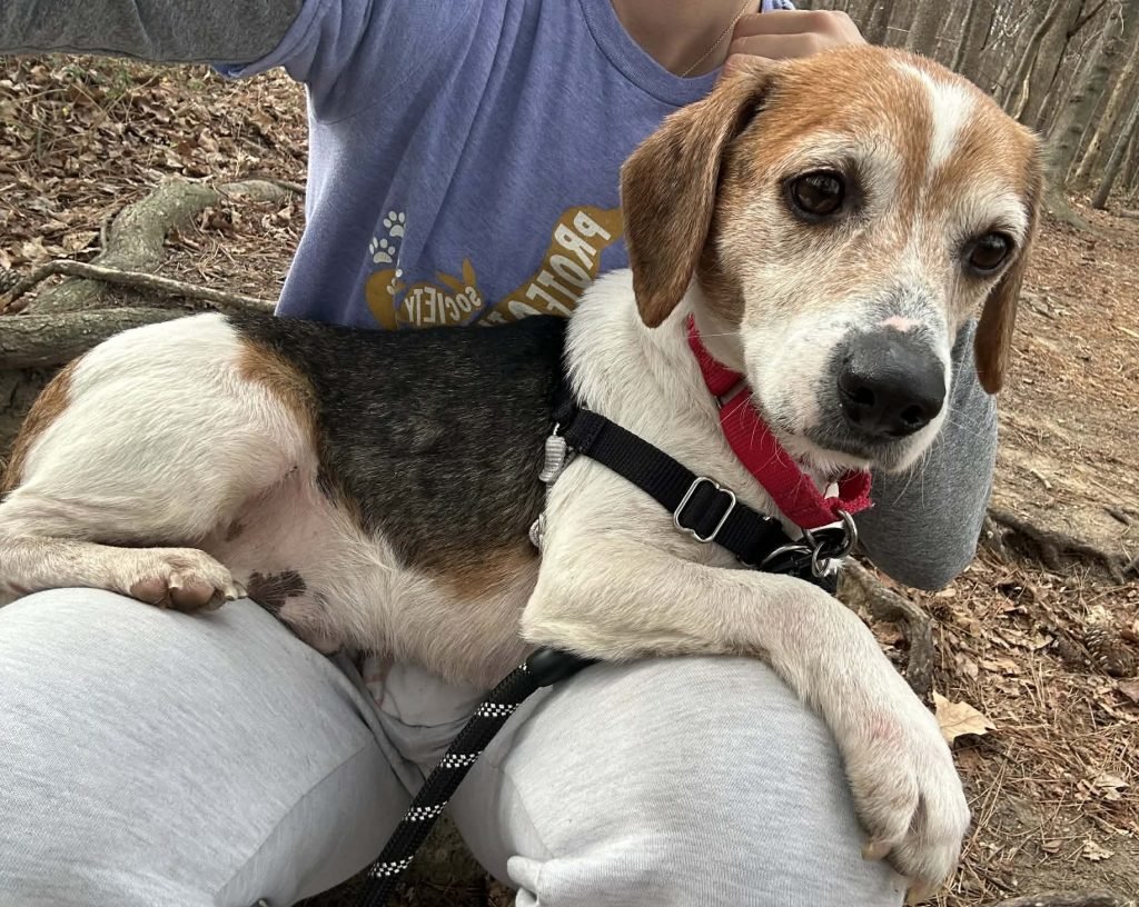 CHARLIE - Unknown available for adoption