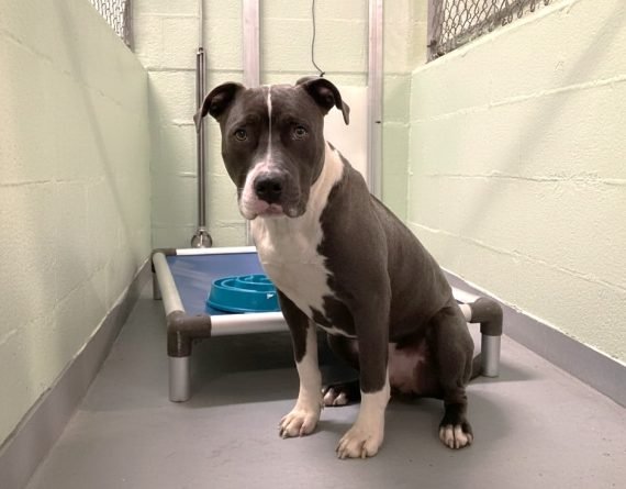 OLIVER - Unknown available for adoption