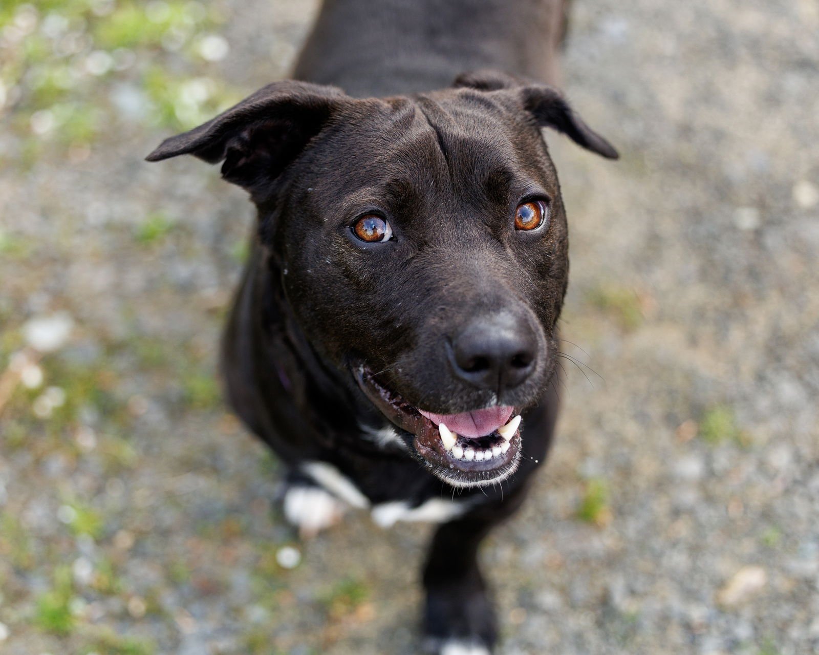 BRUNO - Unknown available for adoption