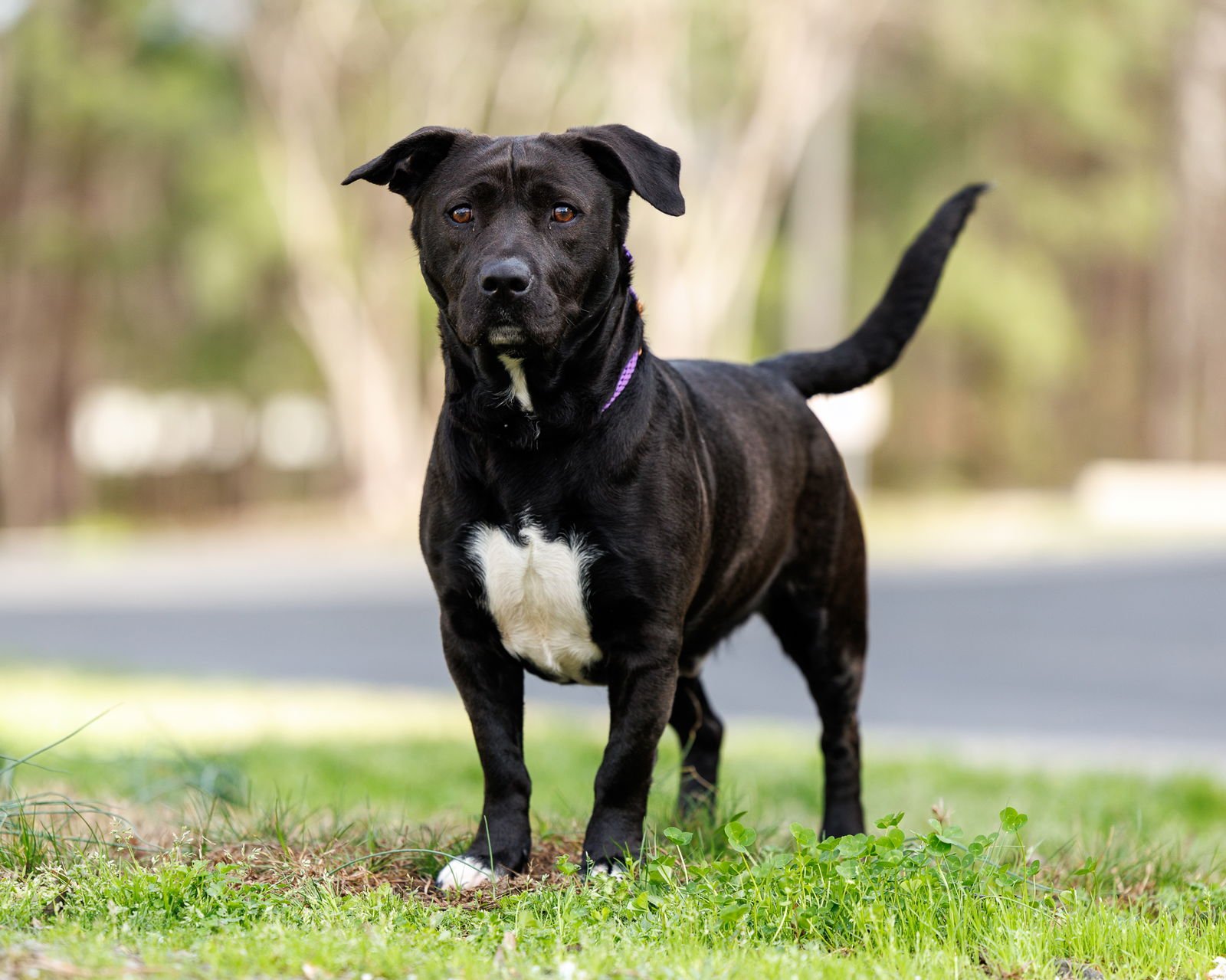 BRUNO - Unknown available for adoption