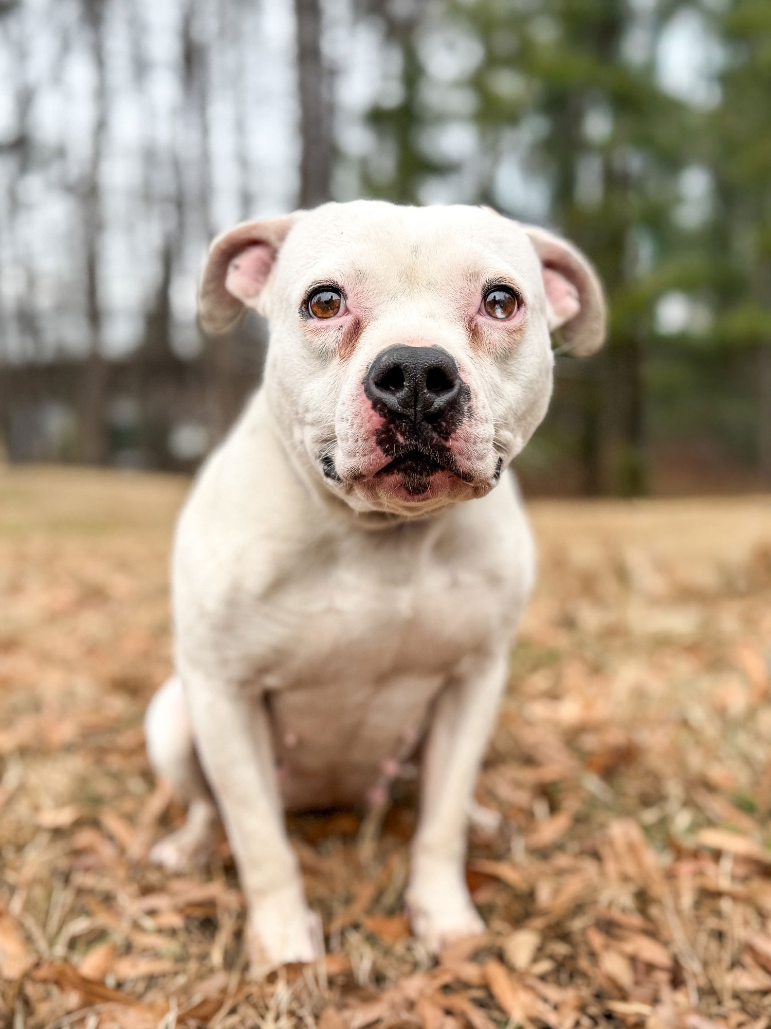 PUA - Unknown available for adoption