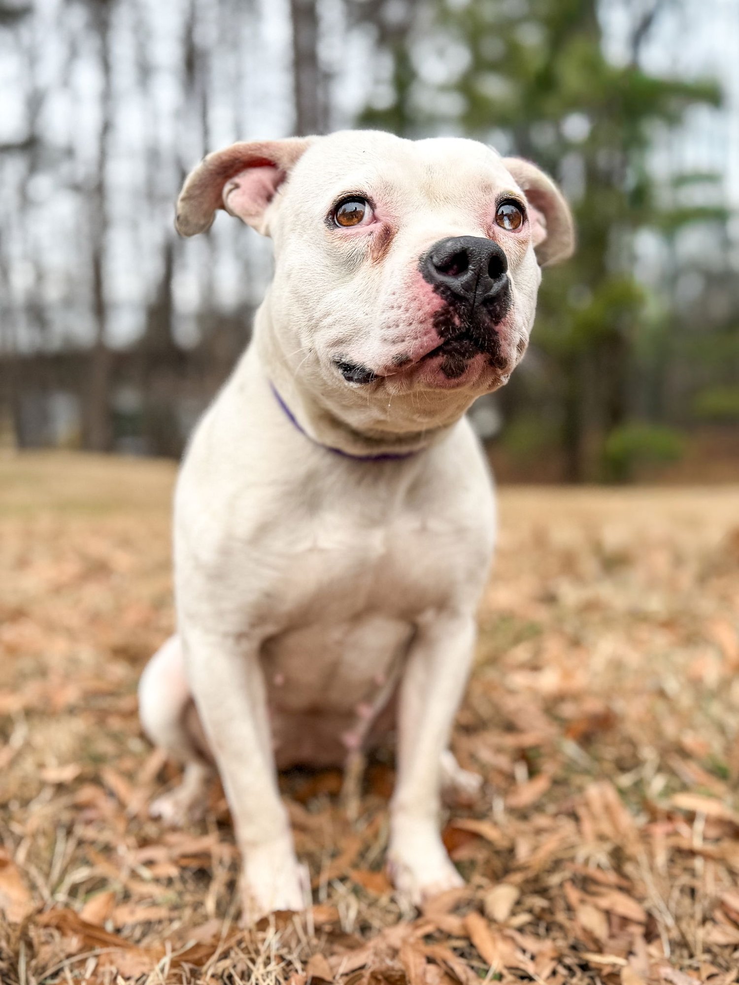 PUA - Unknown available for adoption