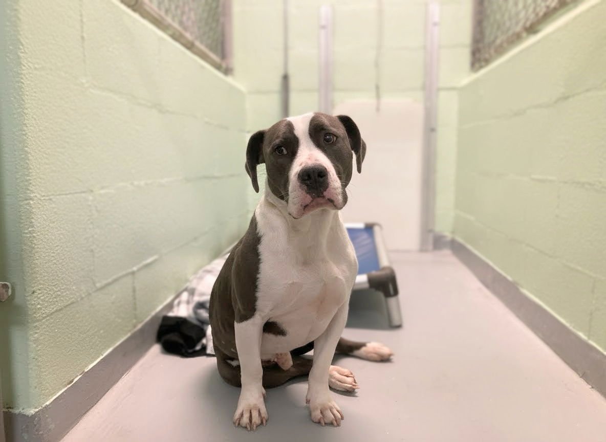 BRO - Unknown available for adoption