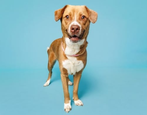 KEIKO - Unknown available for adoption