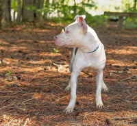 Wilbur - Photo 3