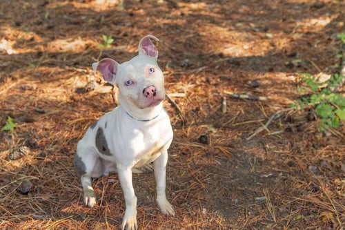 WILBUR - Unknown available for adoption