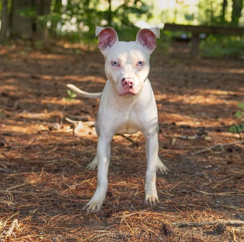 WILBUR - Unknown available for adoption