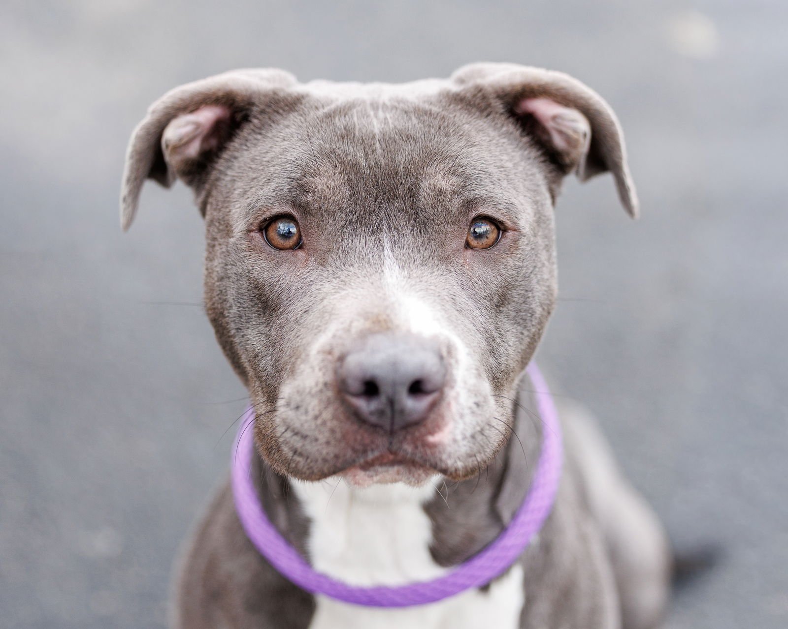 NELLY - Unknown available for adoption