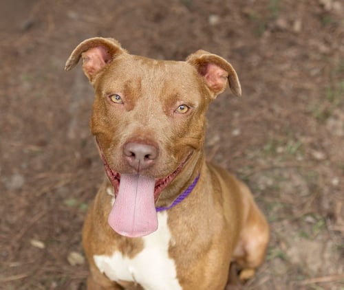 BARTLETT - Unknown for adoption in Durham
