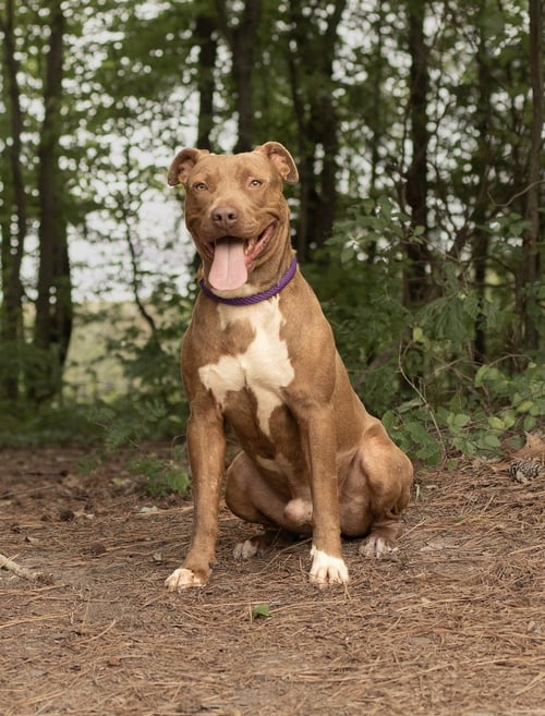 BARTLETT - Unknown available for adoption