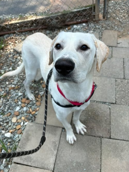 AMELIA - Labrador Retriever available for adoption