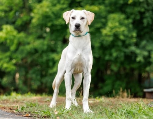 AMELIA - Labrador Retriever available for adoption
