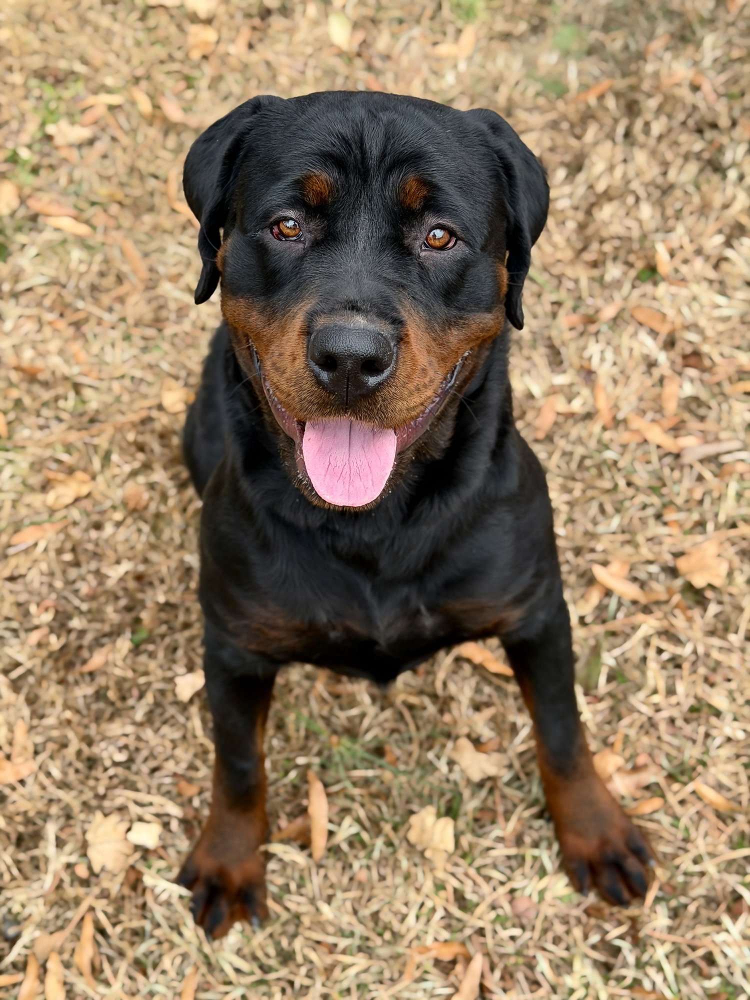 LOLLI - Unknown available for adoption