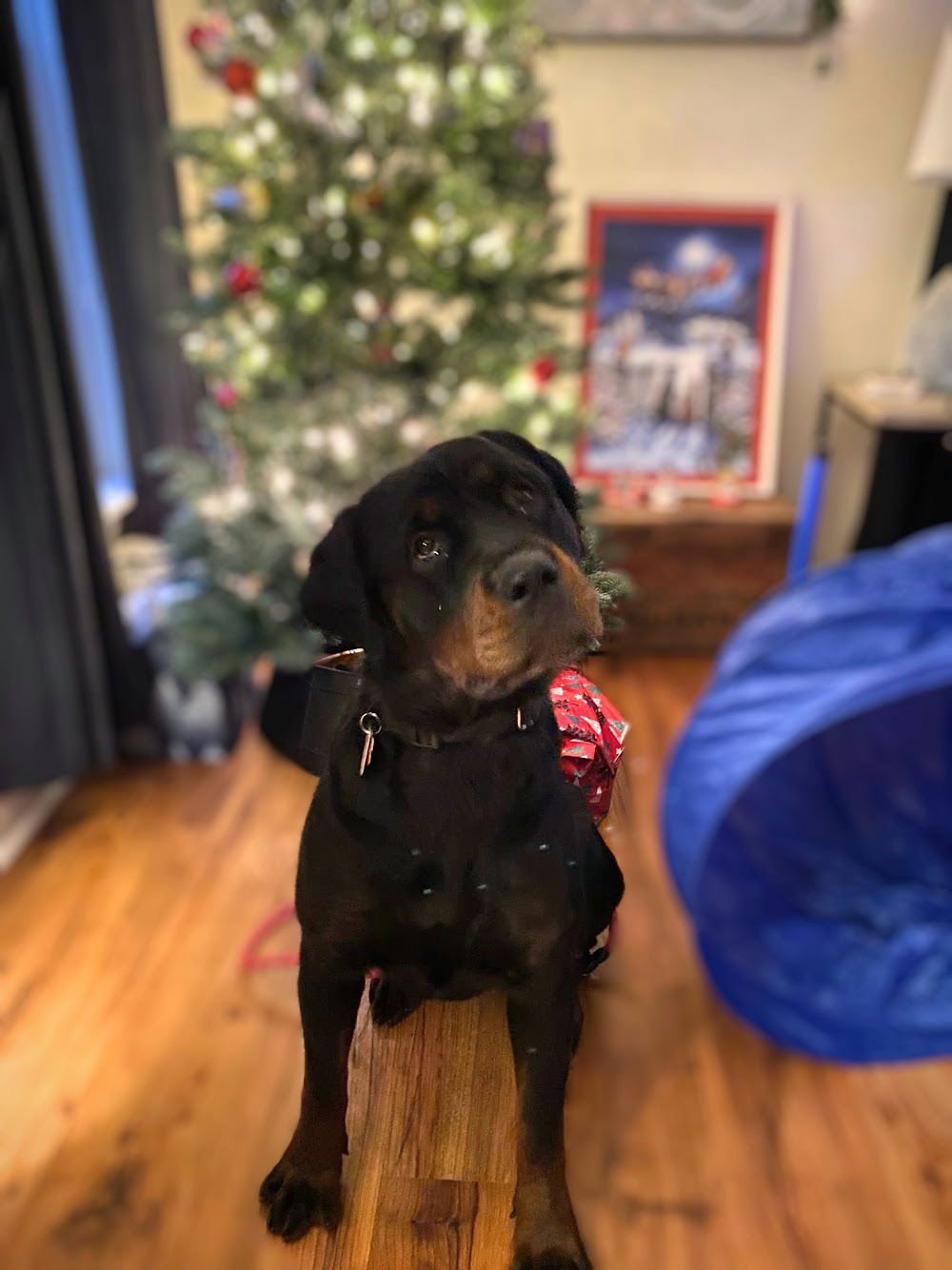 LOLLI - Unknown available for adoption