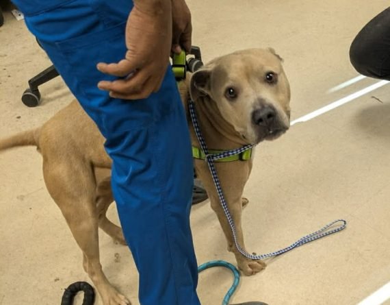 BROWN BUTTER - Unknown available for adoption