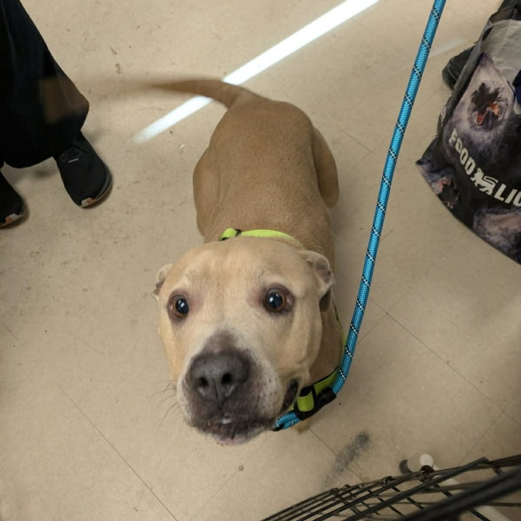 BROWN BUTTER - Unknown available for adoption