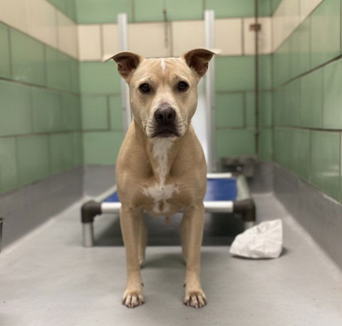 Brown Butter - Photo 3