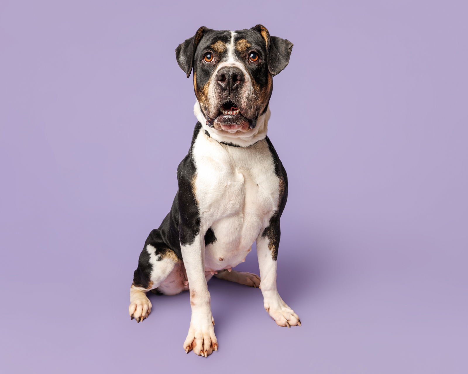 ZOOBIE - Unknown available for adoption