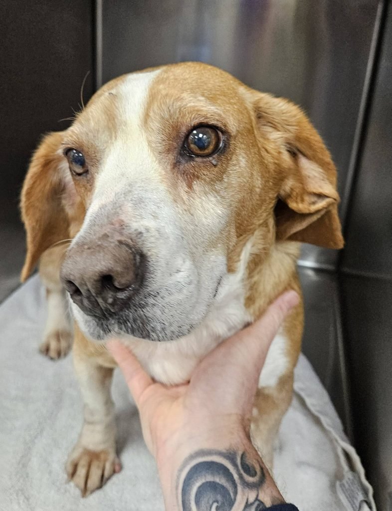 PENNY - Unknown available for adoption