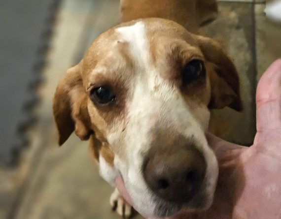 PENNY - Unknown available for adoption