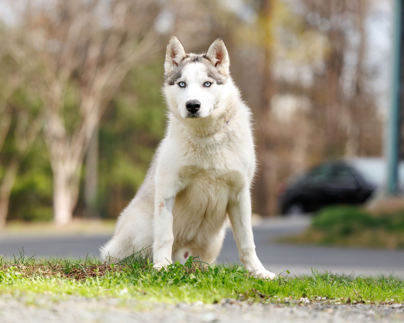 DENALI - Unknown available for adoption