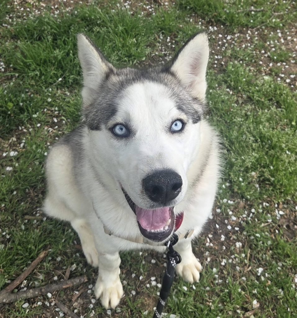 DENALI - Unknown available for adoption