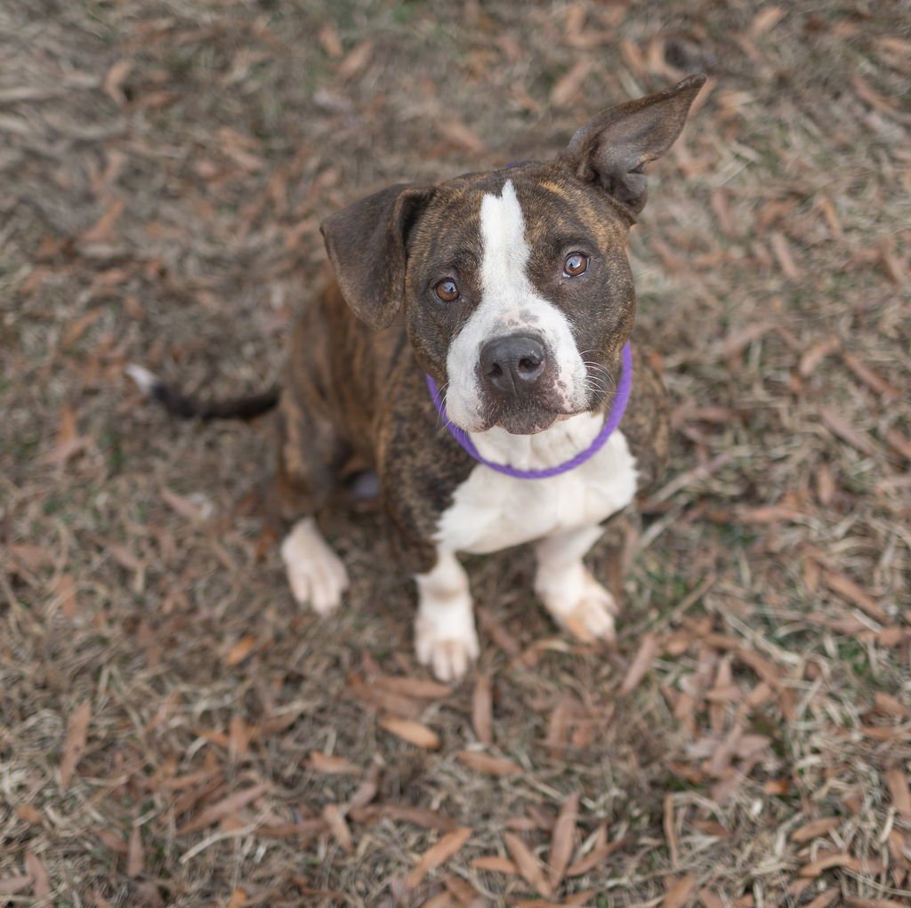 SORSHA - Unknown available for adoption